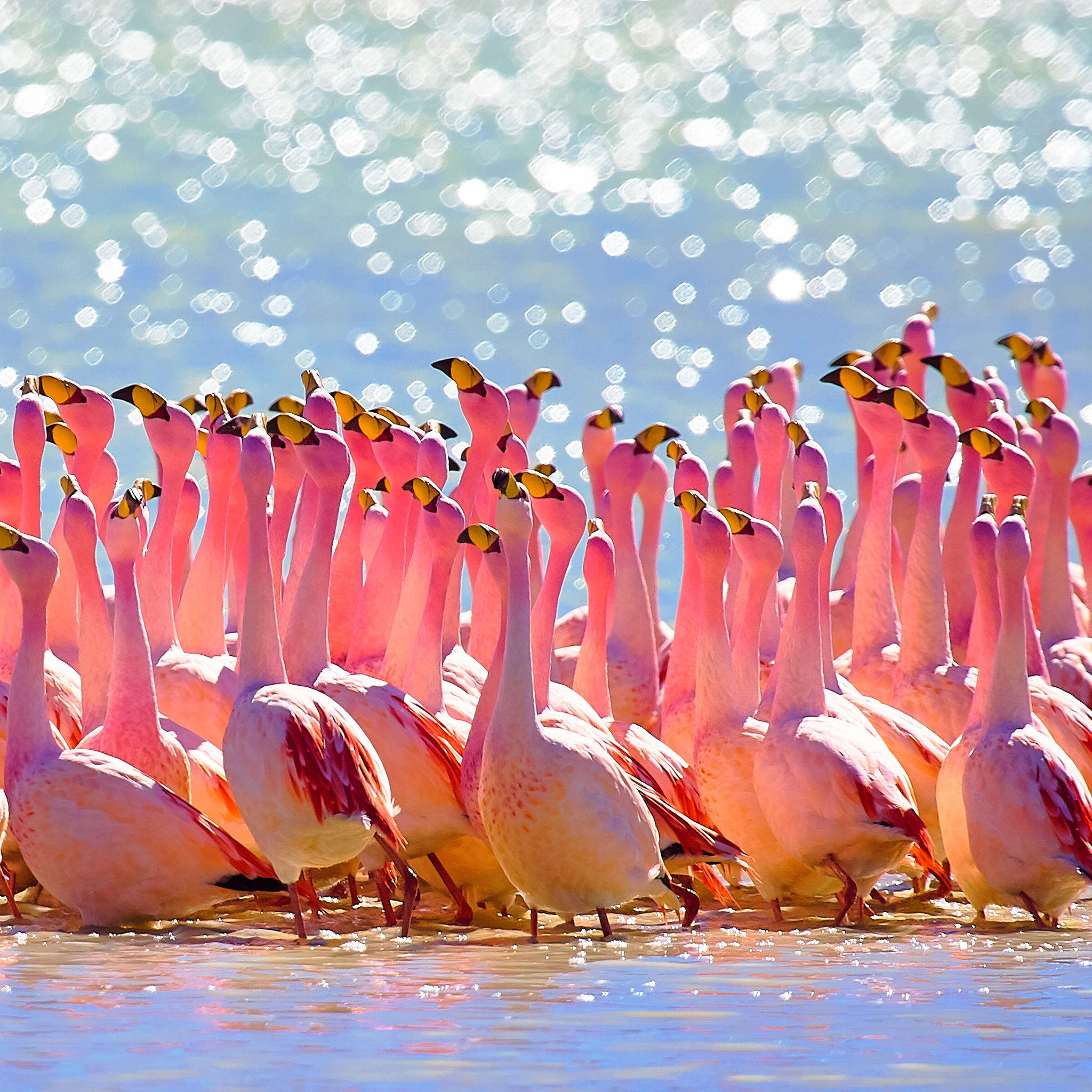 Flamingos, Bolivia _ From my trip to the Bolivian altiplano … _ Pedro Szekely _ Flickr